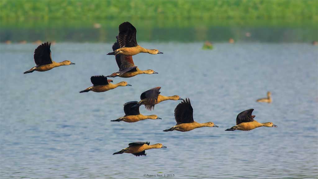 Flight of Lesser Whistling Ducks