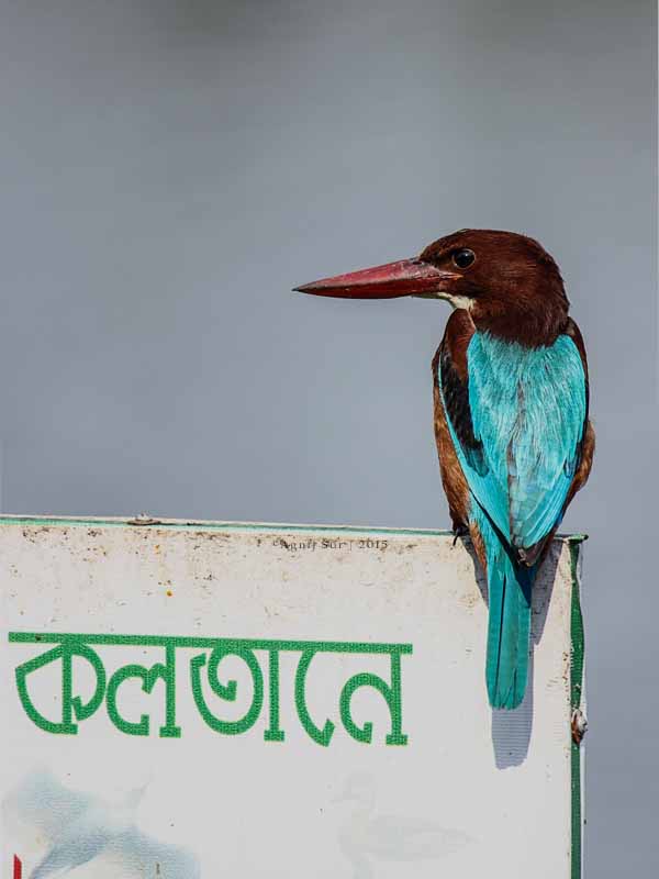 White Throated Kingfisher (Halcyon smyrnensis) state bird of West Bengal